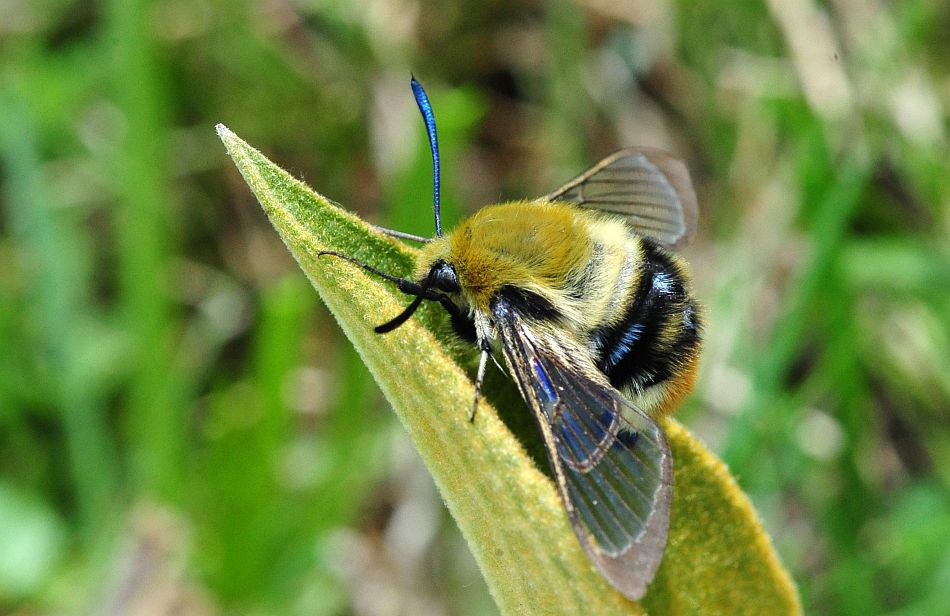 Accoppiamento di Hemaris tityus