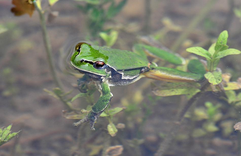 Hyla intermedia