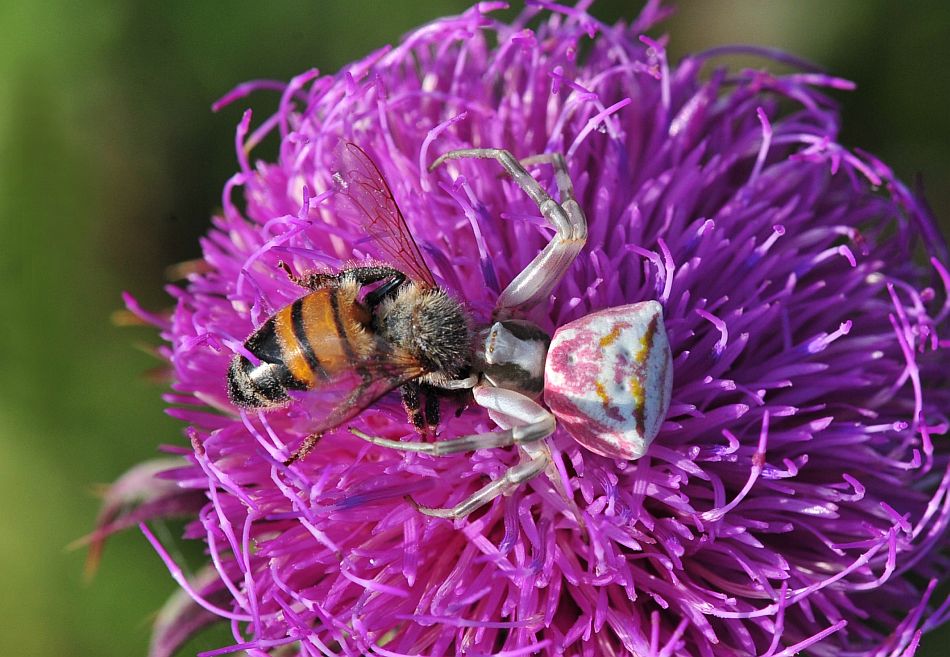 Thomisus onustus - Alfedena (AQ)