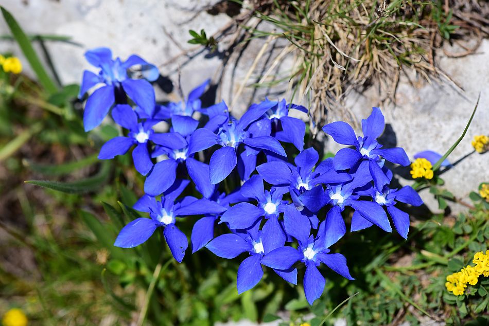 Fioritute delle rupi e delle praterie d''alta quota