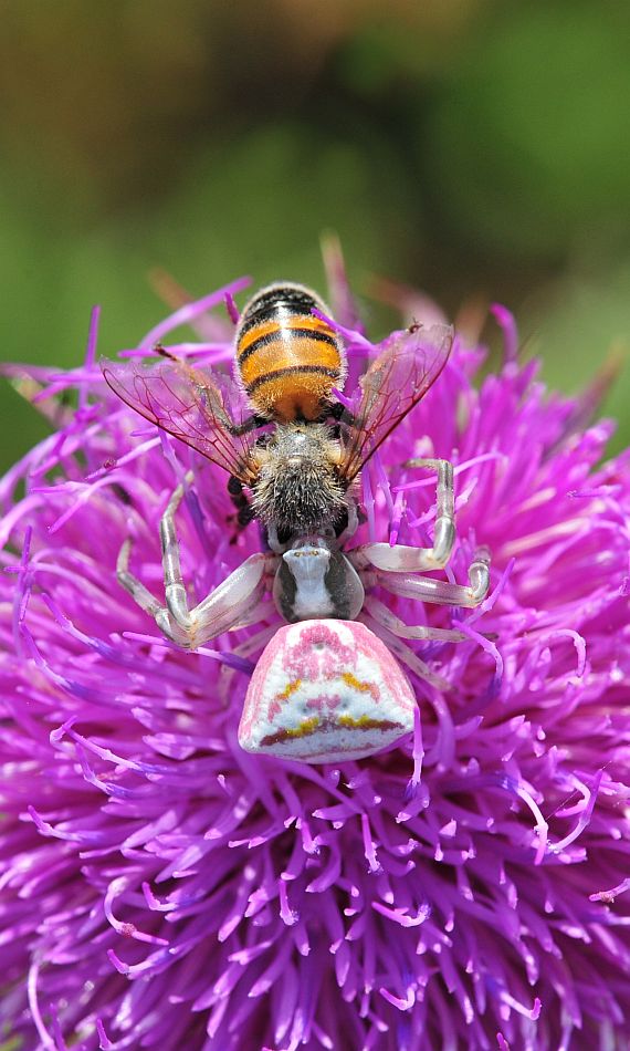 Thomisus onustus - Alfedena (AQ)
