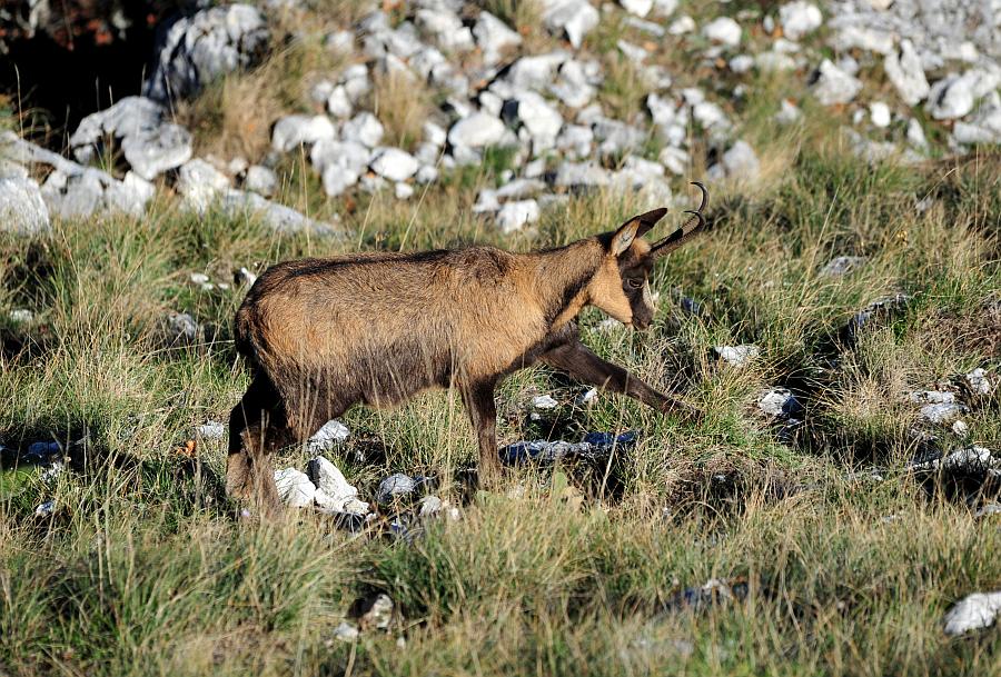 Camoscio d''Abruzzo Rupicapra pyrenaica ornata