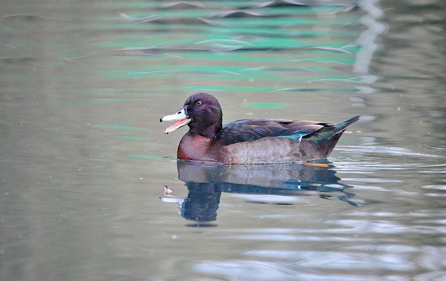 Anatre - femmine in dubbio