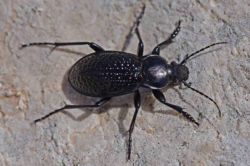 Carabus cavernosus variolatus, Carabidae