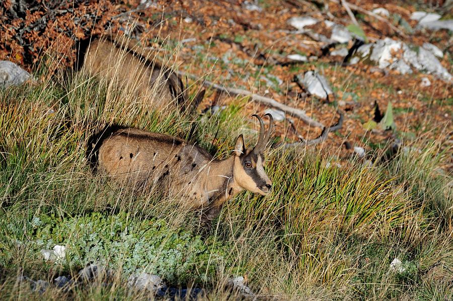 Camoscio d''Abruzzo Rupicapra pyrenaica ornata
