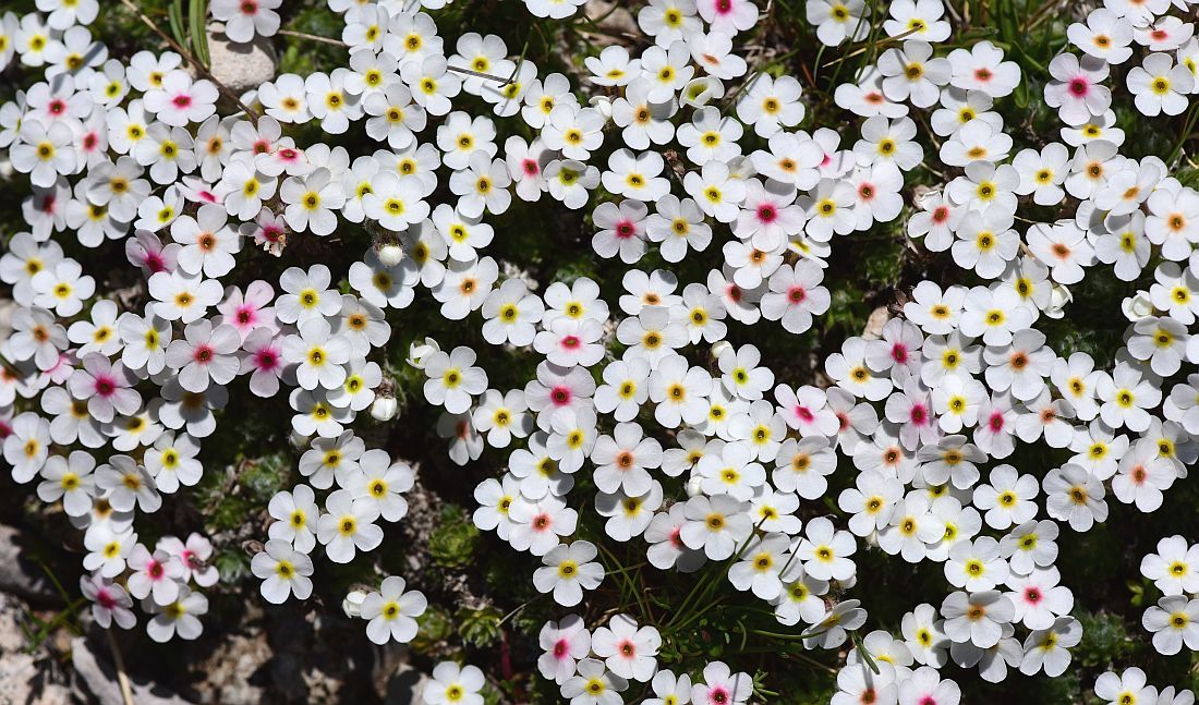 Androsace villosa / Androsace appenninica