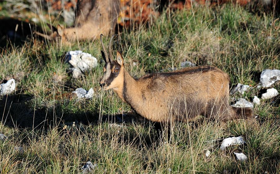 Camoscio d''Abruzzo Rupicapra pyrenaica ornata