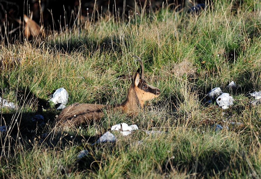 Camoscio d''Abruzzo Rupicapra pyrenaica ornata