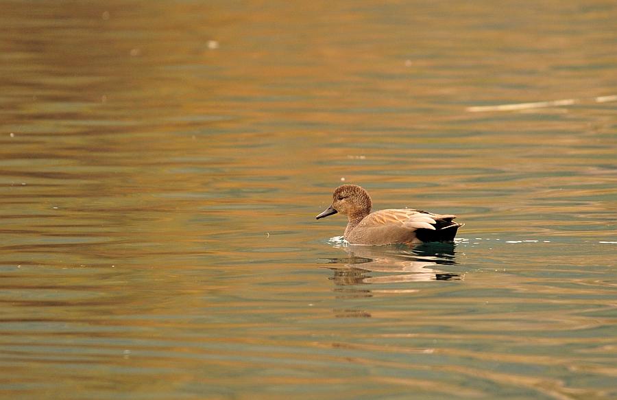 Anatre - femmine in dubbio