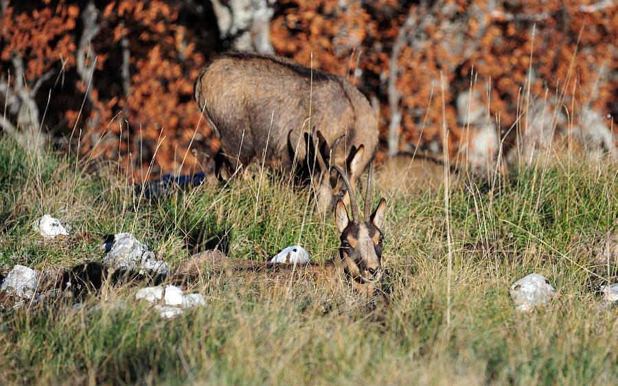 Camoscio d''Abruzzo Rupicapra pyrenaica ornata