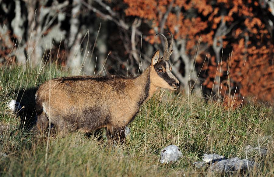 Camoscio d''Abruzzo Rupicapra pyrenaica ornata