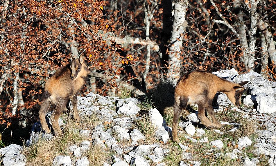 Camoscio d''Abruzzo Rupicapra pyrenaica ornata