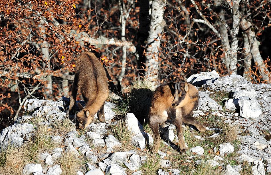 Camoscio d''Abruzzo Rupicapra pyrenaica ornata