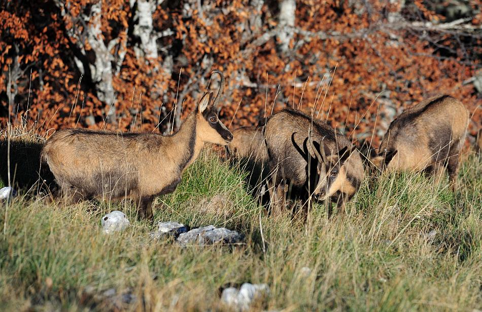 Camoscio d''Abruzzo Rupicapra pyrenaica ornata