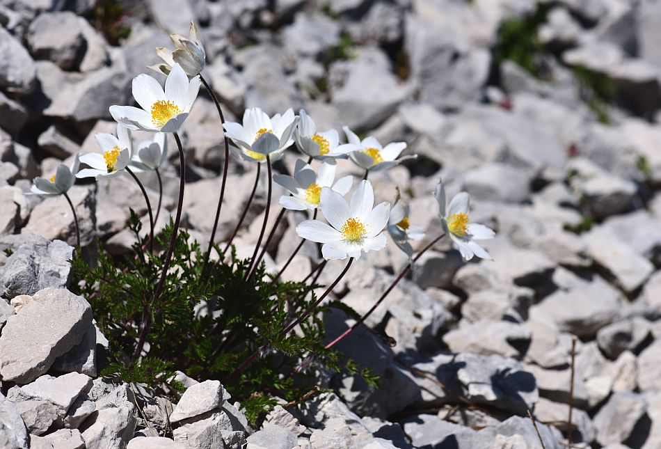 Fioritute delle rupi e delle praterie d''alta quota