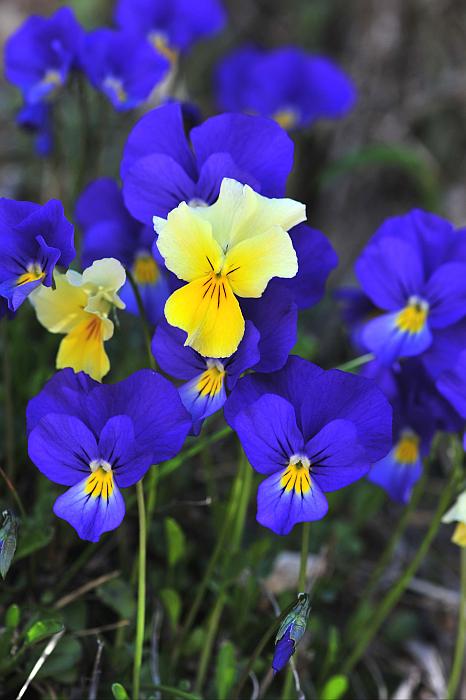 Le ultime arrivate tra le piante gi� fiorite