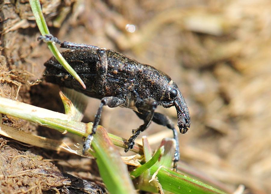 Pseudocleonus ....italicus?