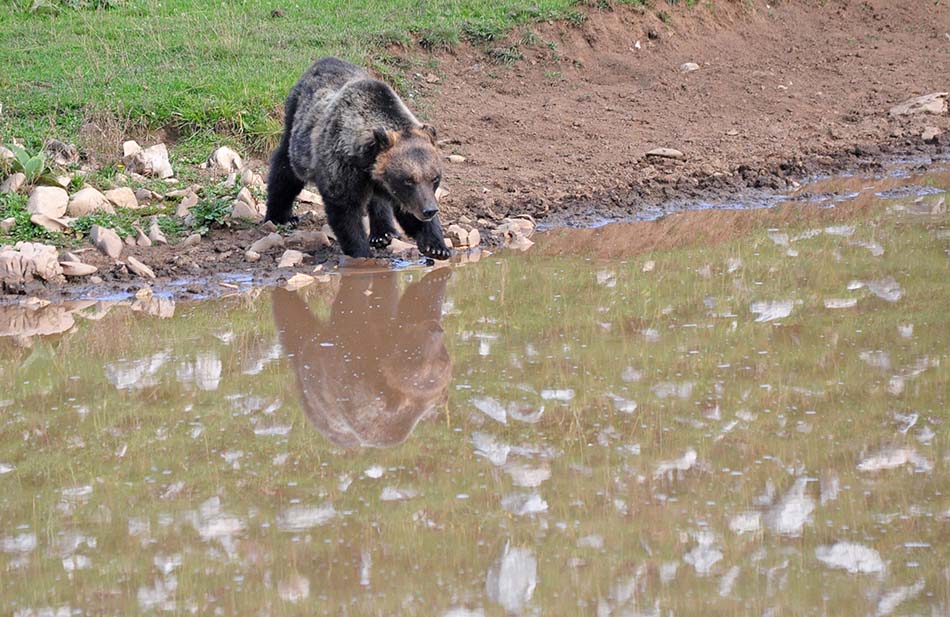 Riflesso di orso bruno marsicano