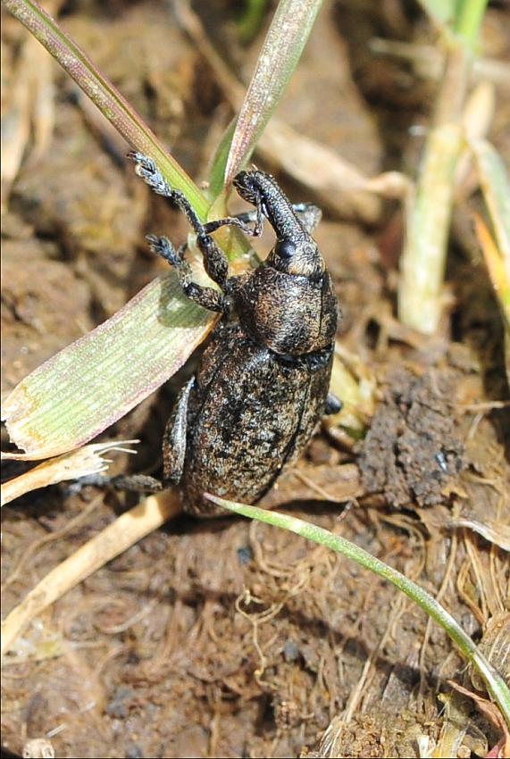 Pseudocleonus ....italicus?