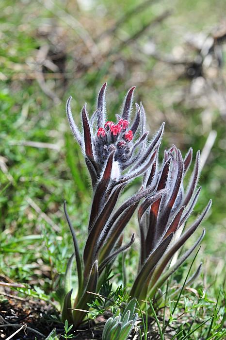 Le ultime arrivate tra le piante gi� fiorite