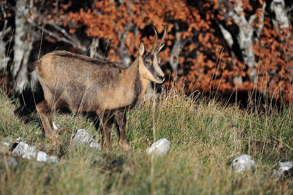 Camoscio d''Abruzzo Rupicapra pyrenaica ornata