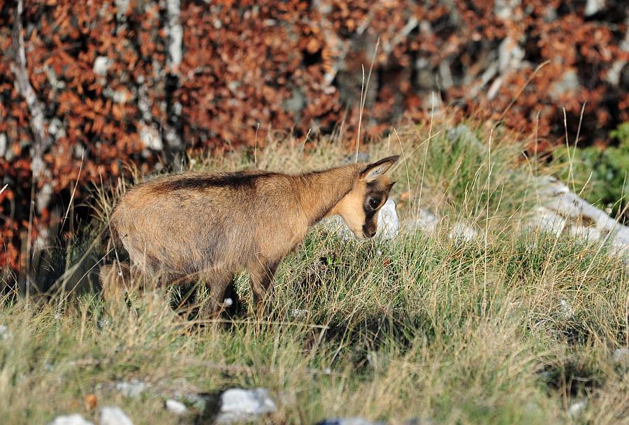 Camoscio d''Abruzzo Rupicapra pyrenaica ornata
