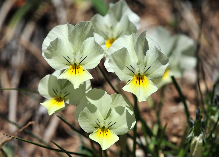 Le ultime arrivate tra le piante gi� fiorite