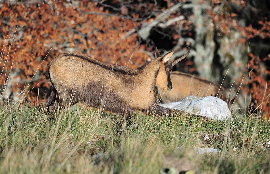 Camoscio d''Abruzzo Rupicapra pyrenaica ornata