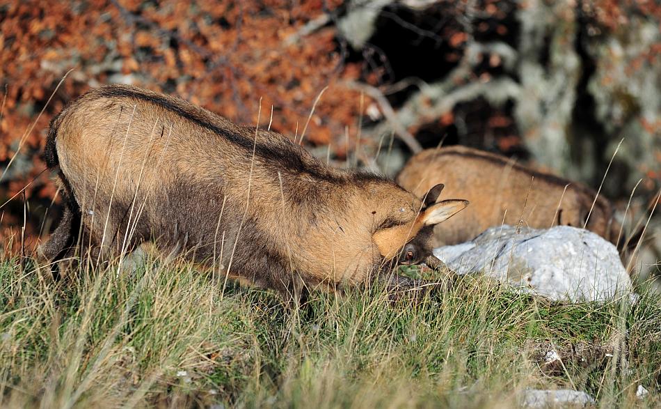 Camoscio d''Abruzzo Rupicapra pyrenaica ornata