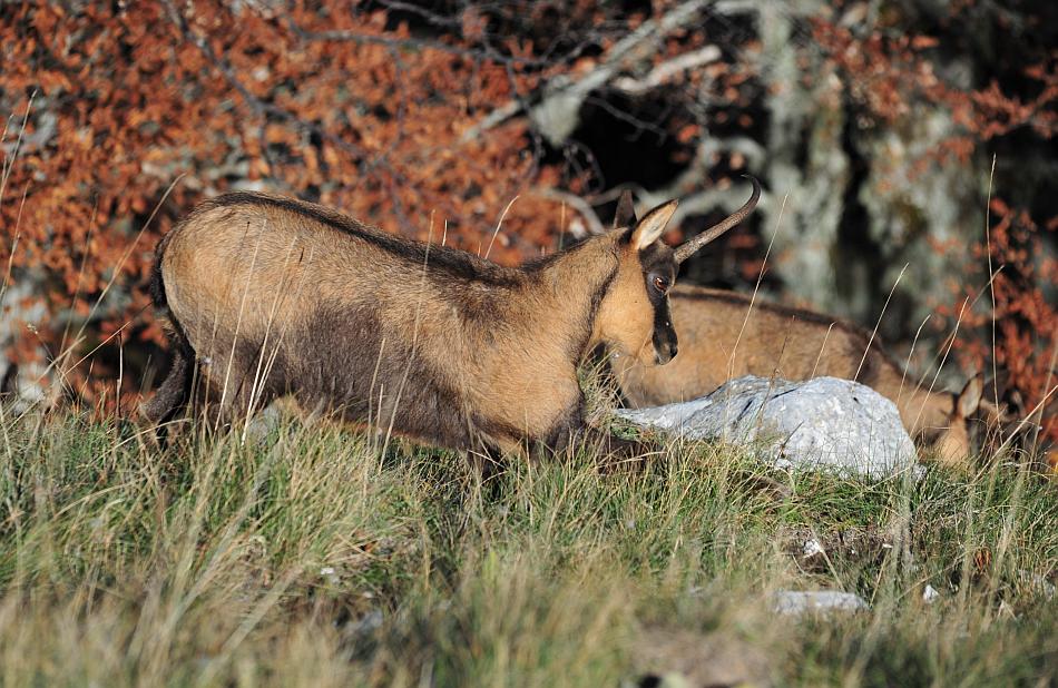 Camoscio d''Abruzzo Rupicapra pyrenaica ornata