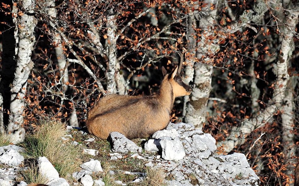 Camoscio d''Abruzzo Rupicapra pyrenaica ornata