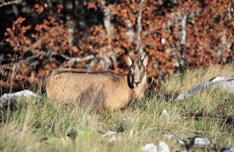 Camoscio d''Abruzzo Rupicapra pyrenaica ornata
