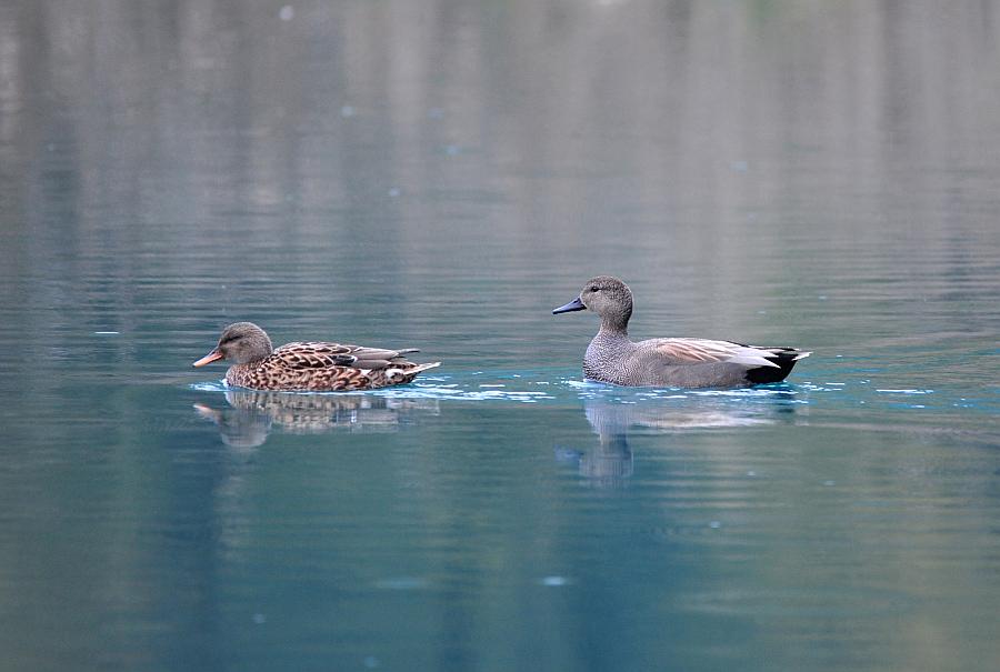 Anatre - femmine in dubbio