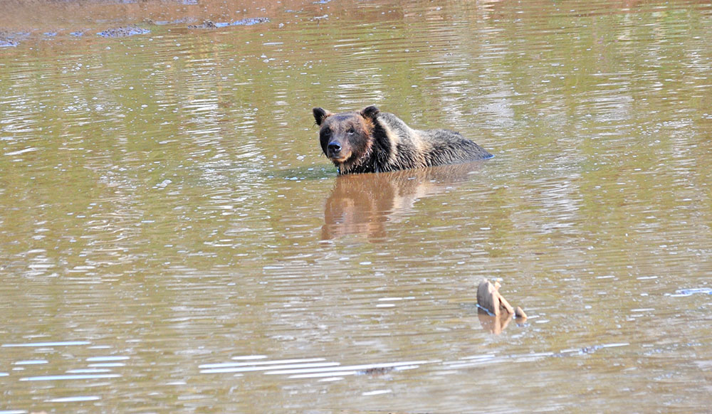 Riflesso di orso bruno marsicano