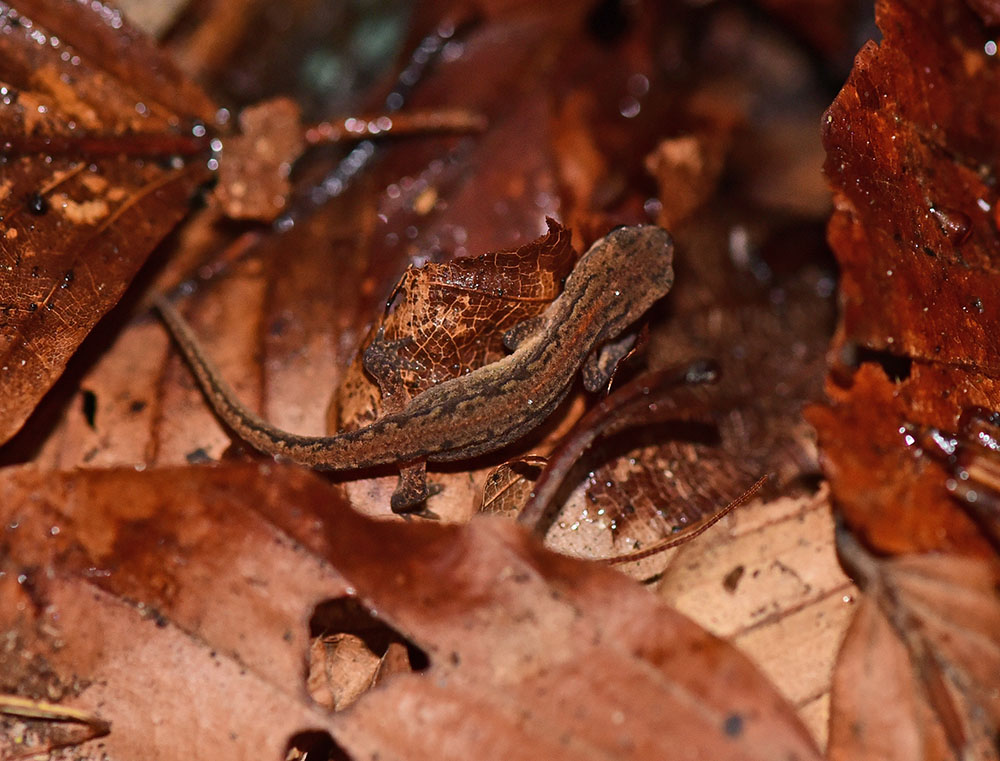 Tritone punteggiato? S, Lissotriton vulgaris meridionalis, juv.