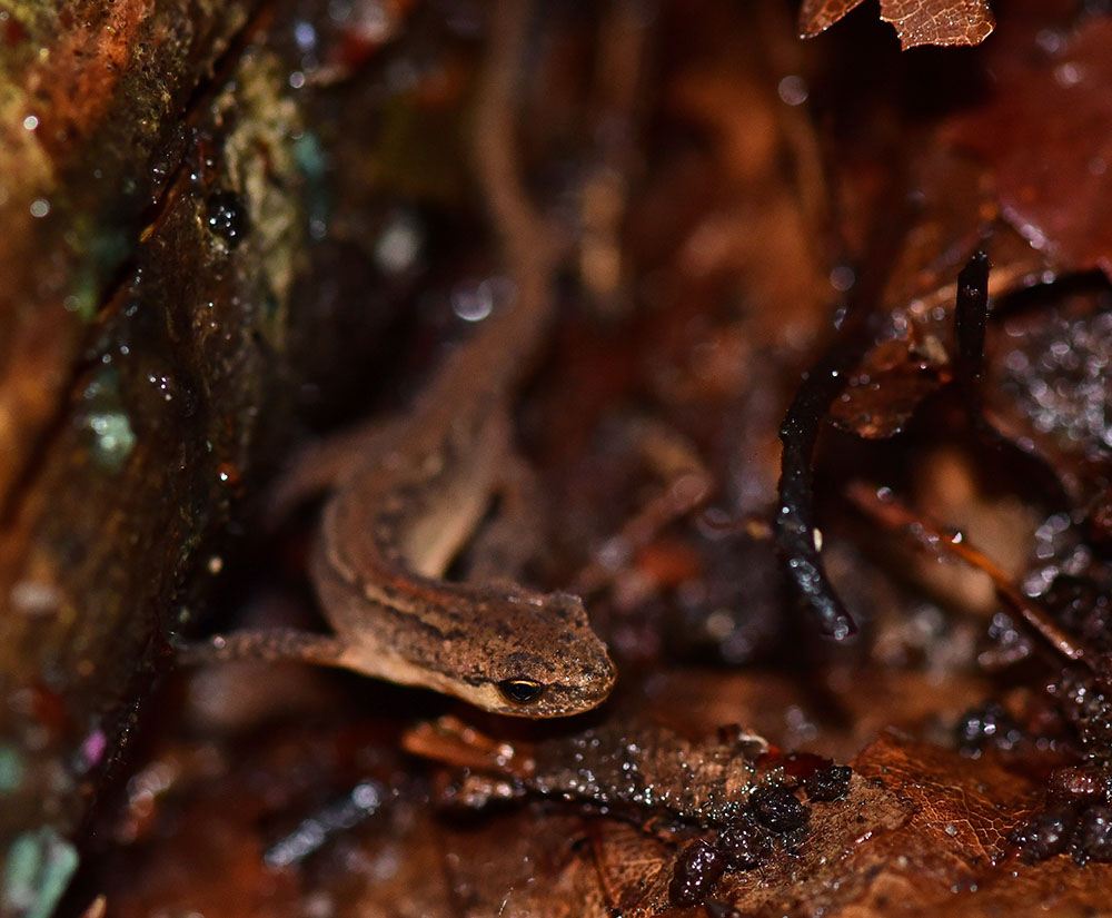 Tritone punteggiato? S, Lissotriton vulgaris meridionalis, juv.