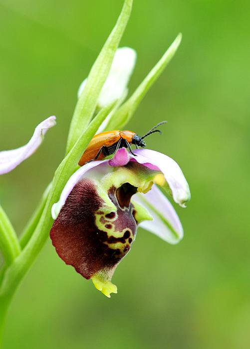 Ophrys dinarica / Ofride dinarica