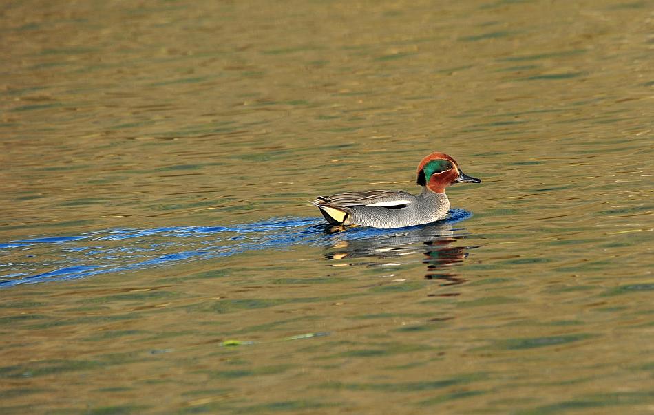 Canapiglie, Alzavole e Moriglioni