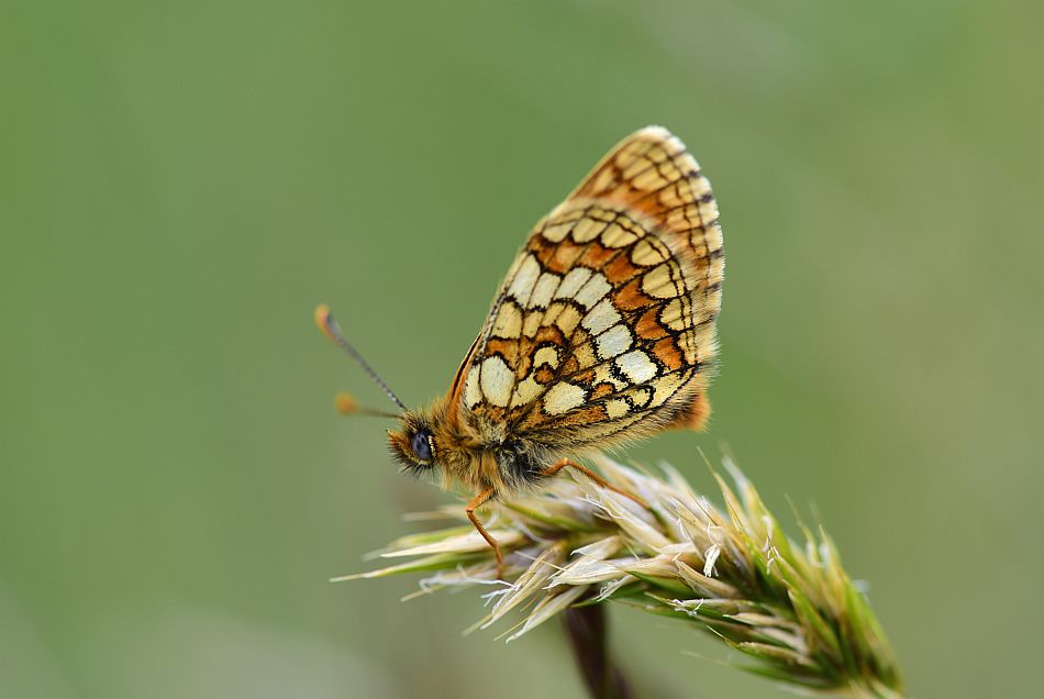 Melitaea varia? S