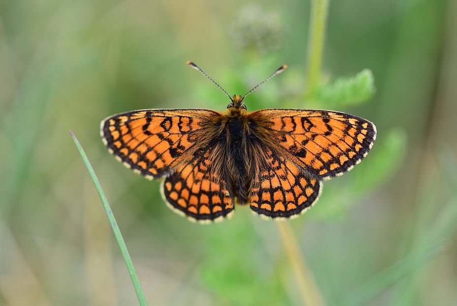 Melitaea varia? S