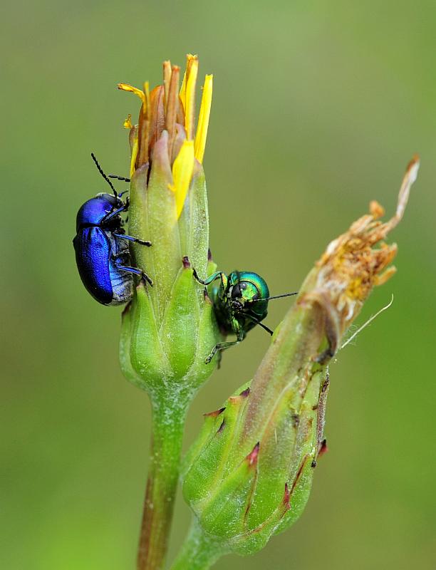 blu e verde: Cryptocephalus sericeus