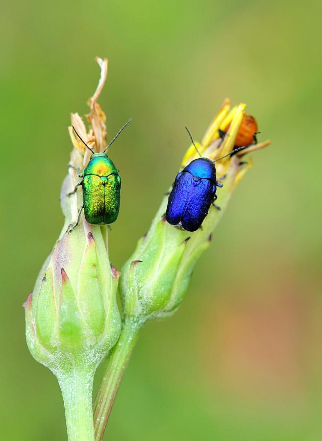 blu e verde: Cryptocephalus sericeus