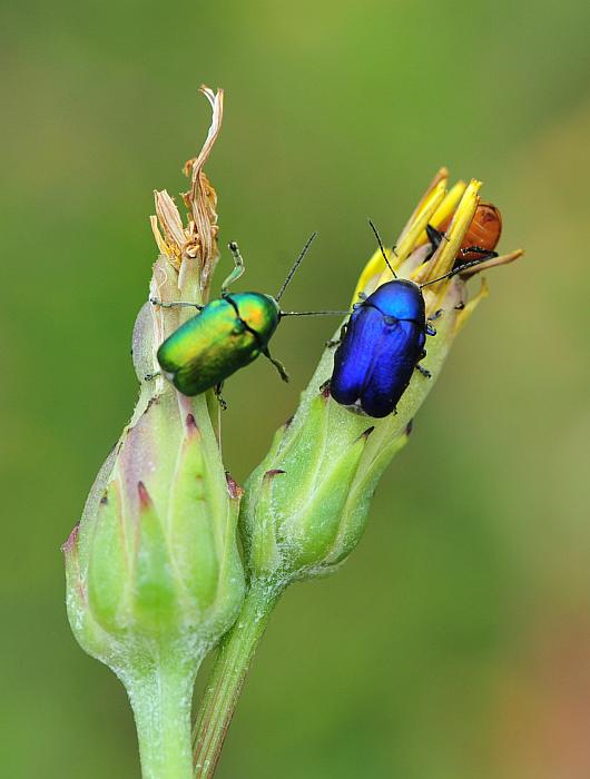 blu e verde: Cryptocephalus sericeus