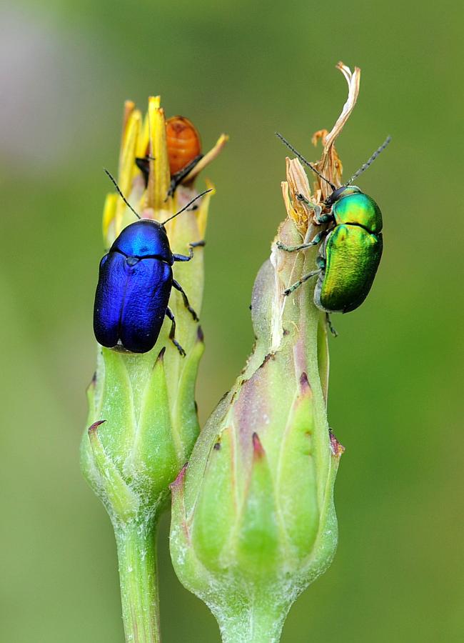 blu e verde: Cryptocephalus sericeus