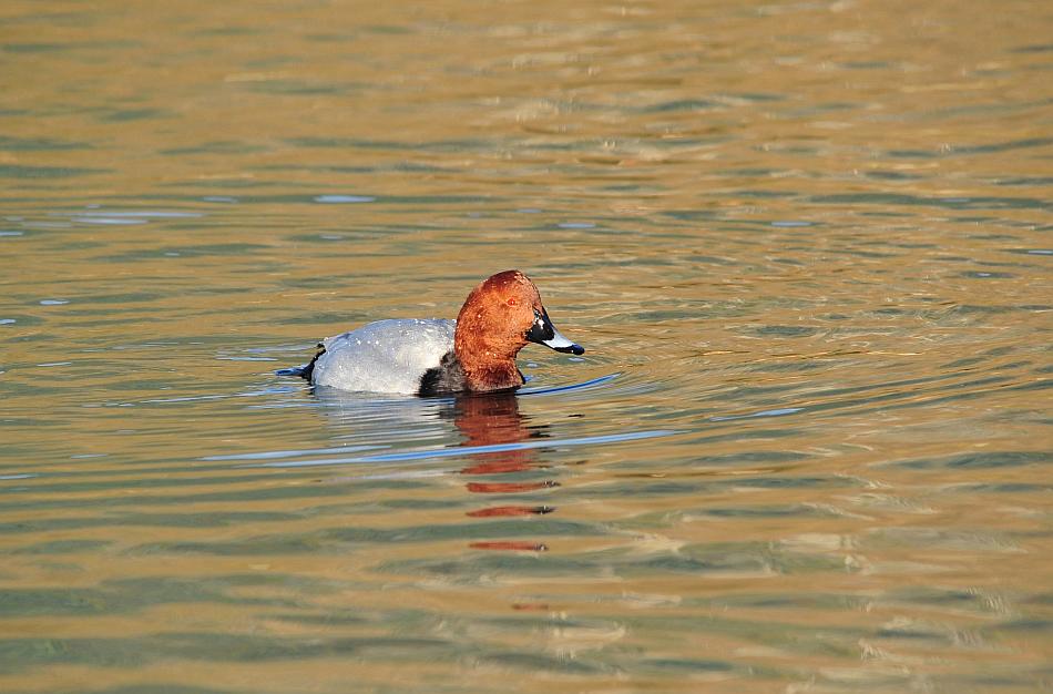Canapiglie, Alzavole e Moriglioni