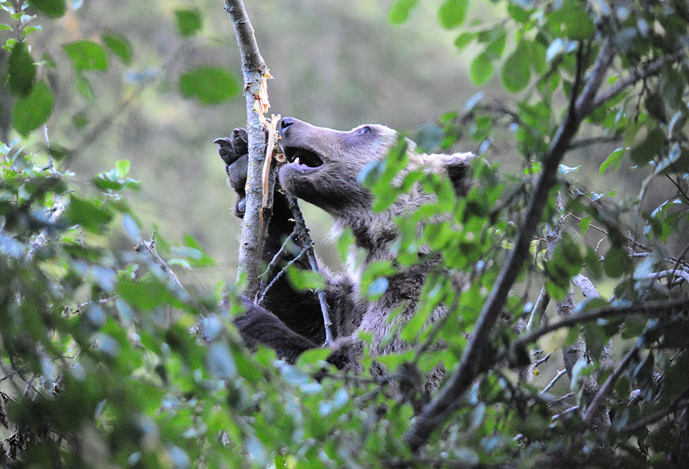 Intensa emozione: incontro con l''Orso bruno marsicano