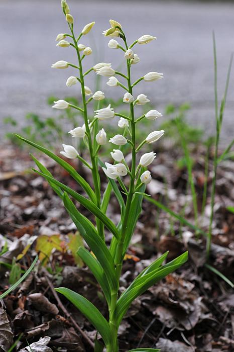 Cephalanthera longifolia