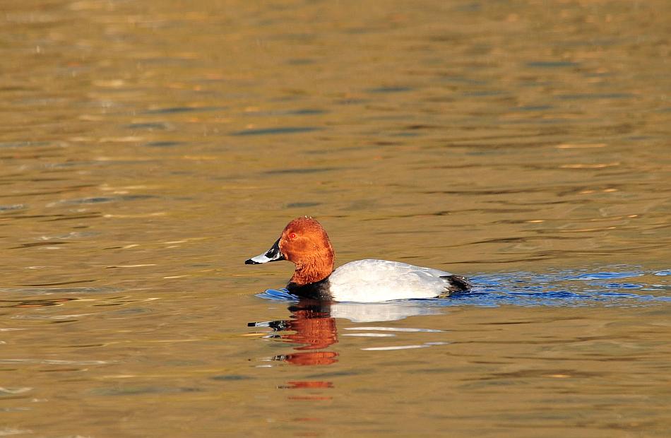Canapiglie, Alzavole e Moriglioni