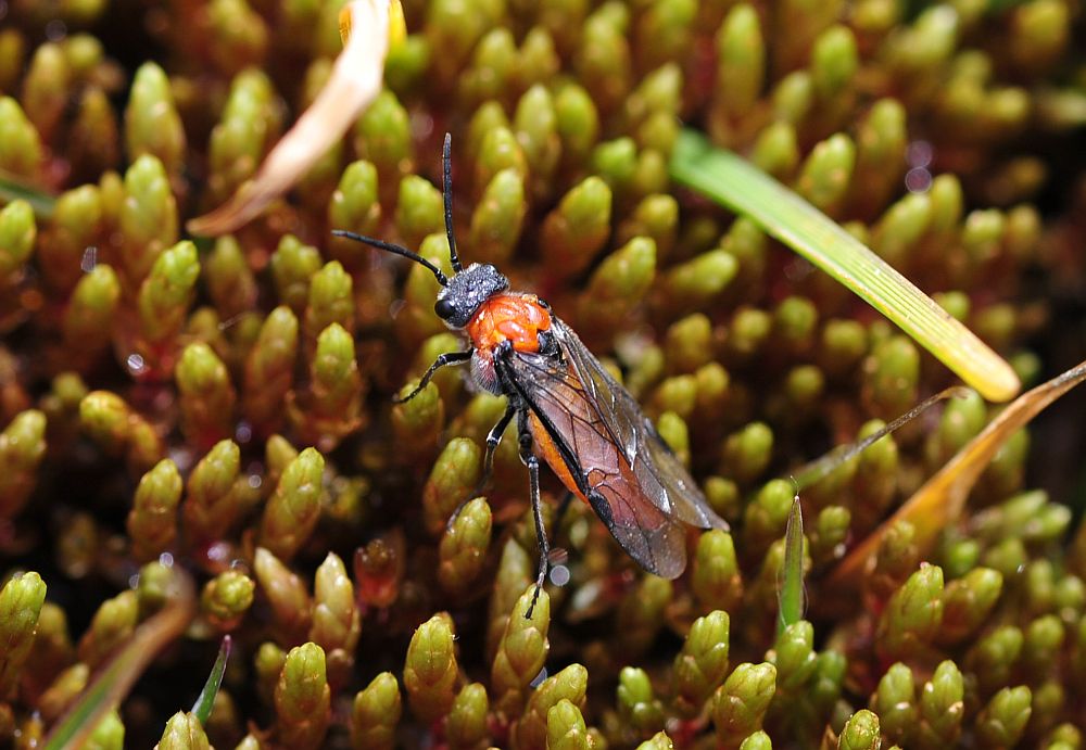 Tenthredinidae: Dolerus madidus?