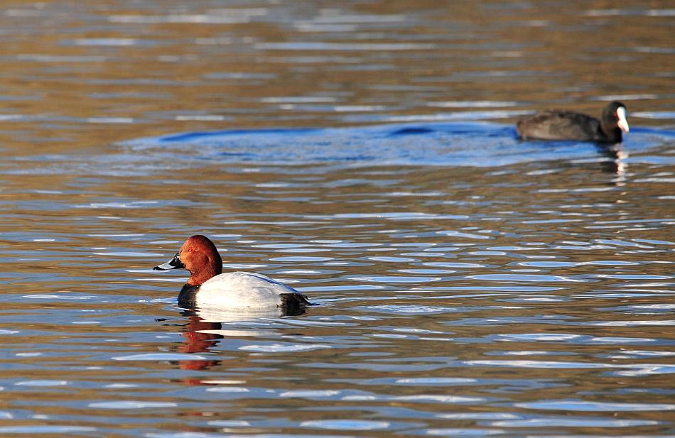 Canapiglie, Alzavole e Moriglioni